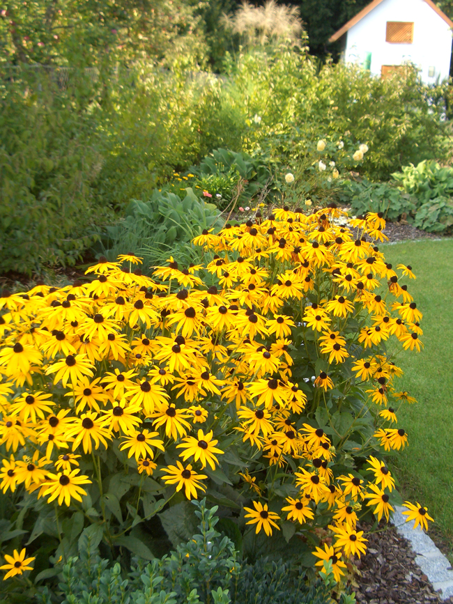 gelber Sonnenhut, angelegter Garten, gelbe Blume