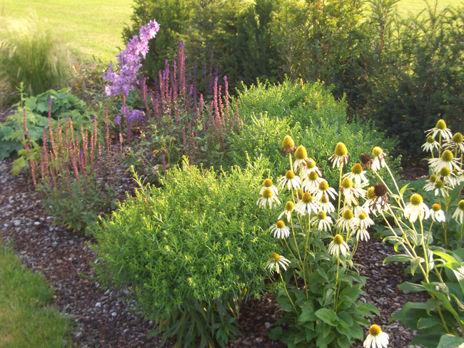 Margerite, Blumen in lila, Blumenbeet in der Abendsonne