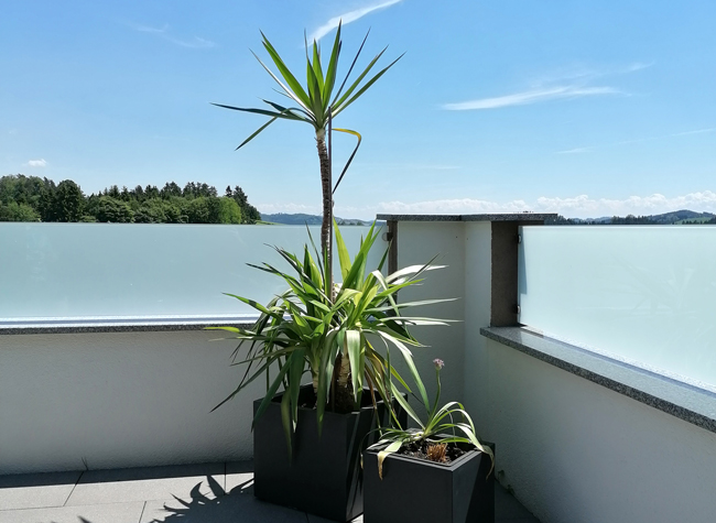 Palme auf Terrasse im Sonnenschein