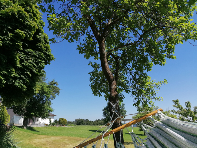Zwetschkenbaum mit Hängematte und Sonnenschein